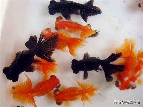 養魚推薦|【新手養魚點揀好】金魚街老闆介紹 5種易養淡水觀賞魚